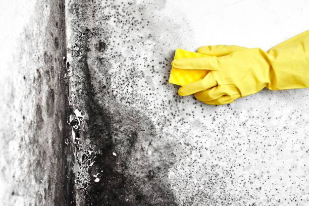 Best Certified Mold Removal  in Meeker, OK