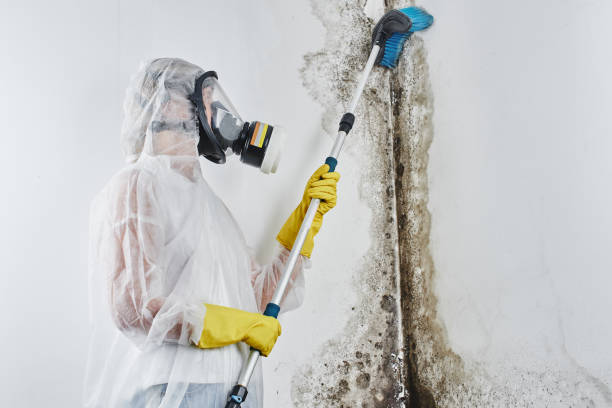 Best Emergency Mold Removal  in Meeker, OK