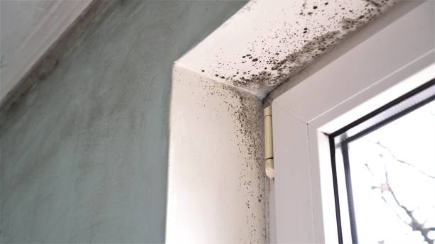 Best Affordable Mold Removal  in Meeker, OK