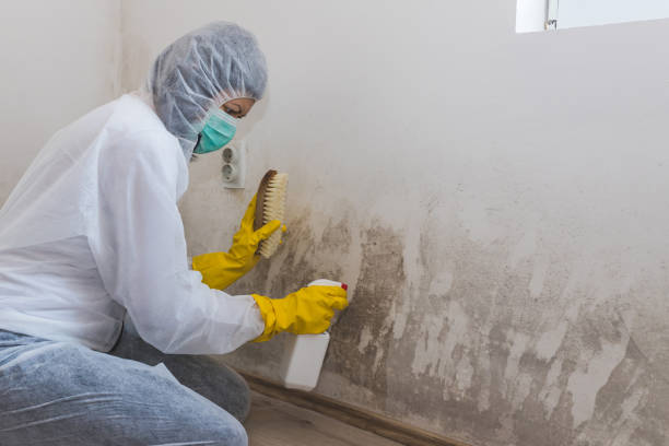 Best Local Mold Removal Service  in Meeker, OK