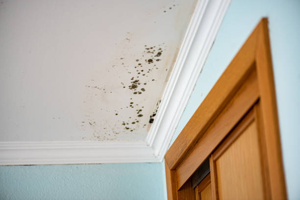  Meeker, OK Mold Removal Pros