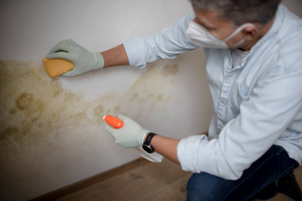 Best Commercial Mold Removal  in Meeker, OK