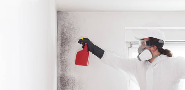 Best Affordable Mold Removal  in Meeker, OK