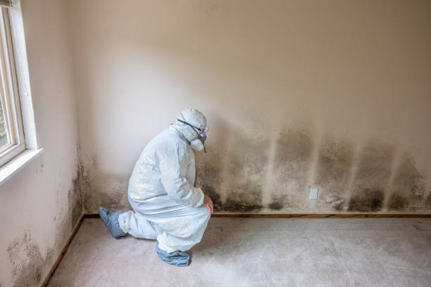 Best Mold Remediation  in Meeker, OK