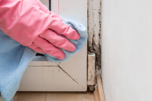 Best Same-Day Mold Removal  in Meeker, OK