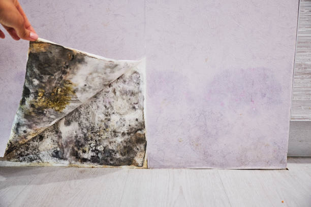 Best Home Mold Removal  in Meeker, OK